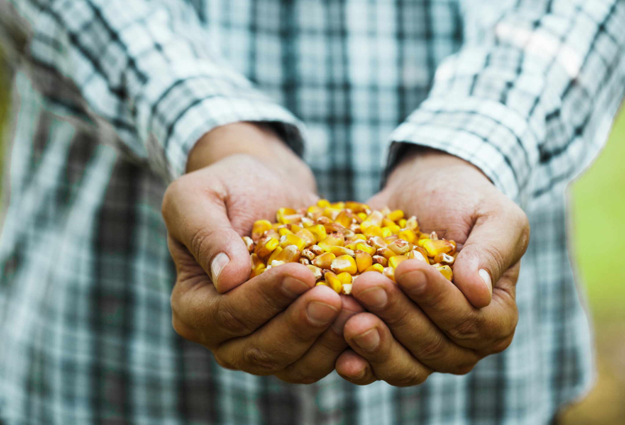 Queda de produtividade no agronegócio é analisada por Carlos César Floriano