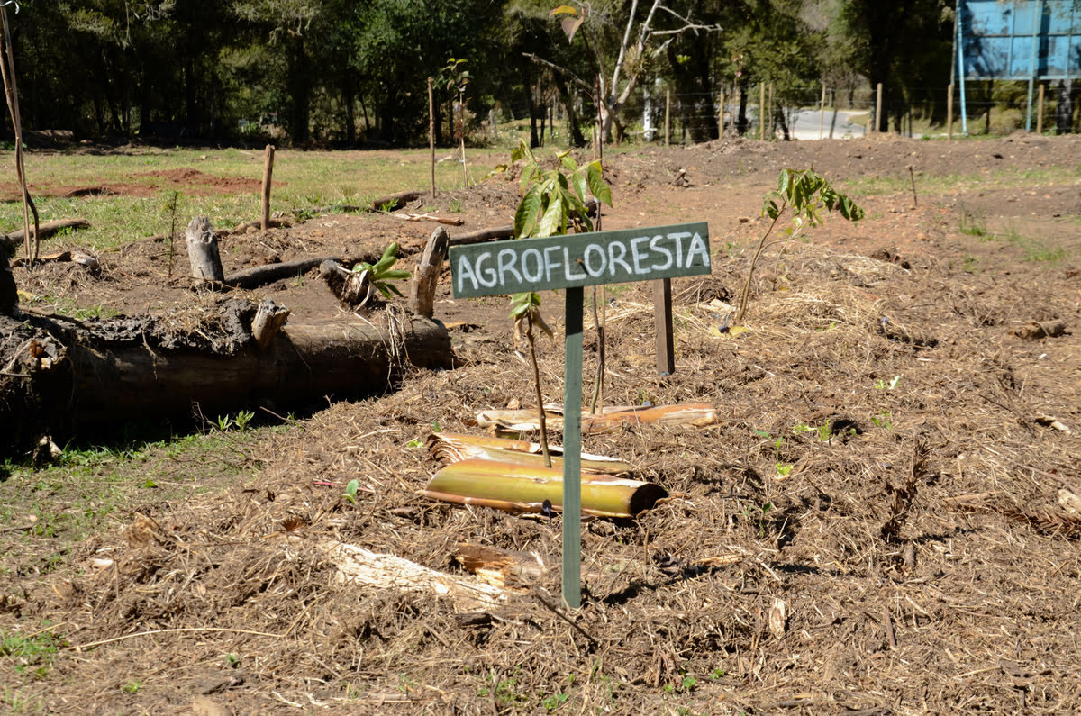 Agroflorestas em Crescimento: Como Esse Modelo Está Regenerando o Solo e Gerando Renda