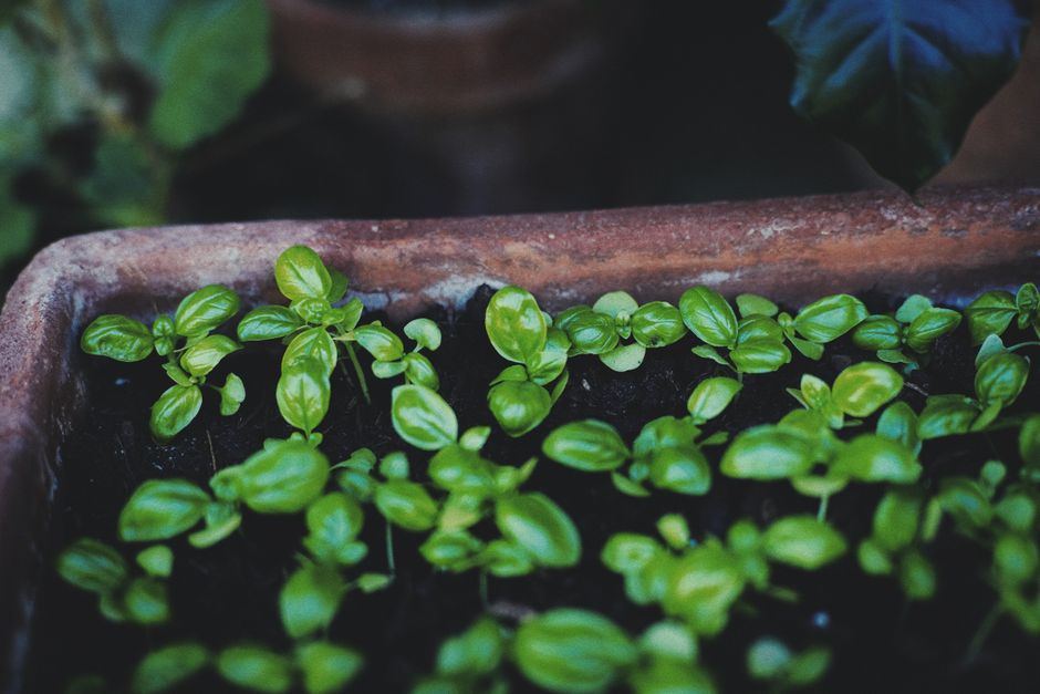 Sustentabilidade — Vibrant young basil plants thriving in a terracotta flower pot, showcasing lush green leaves.