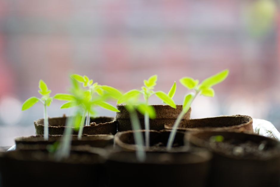 Sustentabilidade — Vibrant green seedlings growing indoors with blurred background.